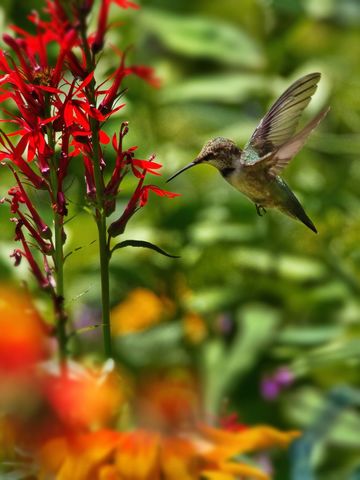 Hummingbird Hovering Near Vibrant Red Flowers in Lush Garden