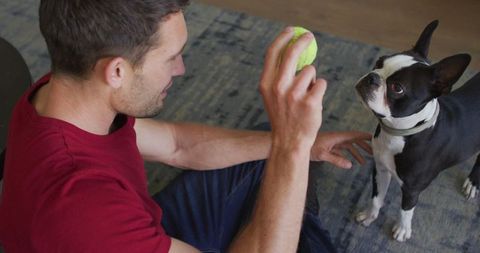 Man playing with boston terrier at home