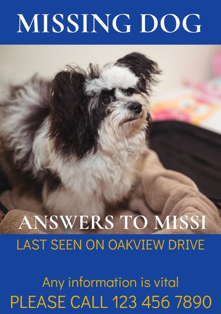 Missing Dog Poster with Shih Tzu Urgent Contact Details - Download Free Stock Videos Pikwizard.com