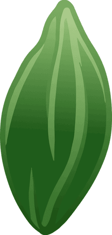 Minimal green leaf botanical illustration transparent background