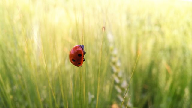 Ladybug climbing reed surrounded by tall grass in sunlit meadow. Perfect for nature-related articles, educational materials about insects, and environmental conservation posts.