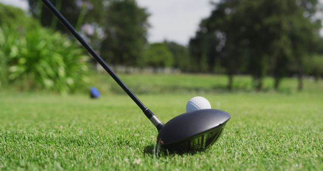 Close-up image of golf club poised to hit golf ball surrounded by lush green grass. Perfect for use in marketing golf courses, golf equipment, or sports and leisure activities.