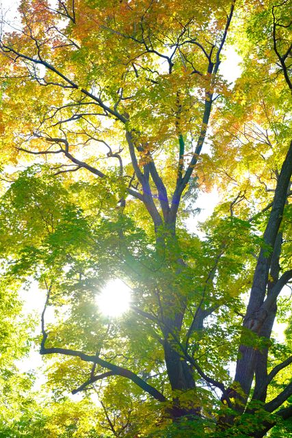 Sunlight Filtering Through Autumn Colored Trees - Download Free Stock Photos Pikwizard.com