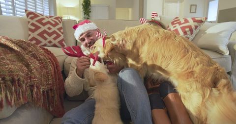 Senior Man Celebrating Christmas with Golden Retrievers