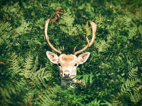 Fallow Deer Stag Peeking Through Lush Ferns Sunlit Woodland Wildlife Close-Up Portrait