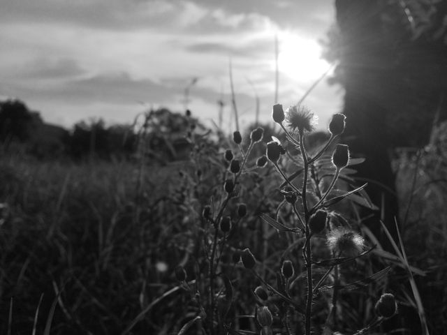 Black and White Wilderness Setting of Wildflowers Against Sunset - Download Free Stock Photos Pikwizard.com