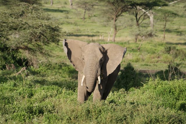 This image features a majestic elephant standing in a lush green savannah. The vegetation is dense and vibrant, showcasing the beauty of the wildlife habitat. The elephant's tusks are prominent, emphasizing the grandeur and power of this magnificent animal. Ideal for use in wildlife conservation campaigns, educational materials about African wildlife, eco-tourism advertisements, and nature documentaries.