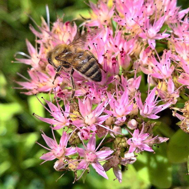 Honey bee pollinating vibrant pink flowers outdoors. Perfect for use in gardening websites, educational materials on pollination and biodiversity, nature-themed articles, or blogs focusing on wildlife and ecology.