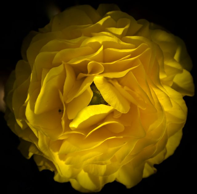 Pale yellow Rose Yellow - Download Free Stock Photos Pikwizard.com