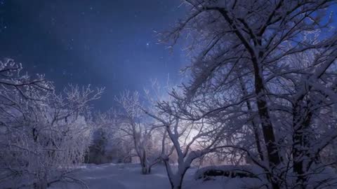 Moonlight Snowforest Glowing Under Starry Sky, Frosted Branches Sparkling with Horizon Glow
