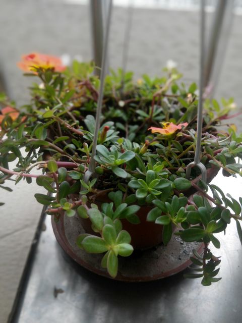 Succulent plant with vibrant orange blossoms growing in hanging pot, ideal for indoor gardening and home decoration. Can be used to promote home decor, gardening, and nature themes.