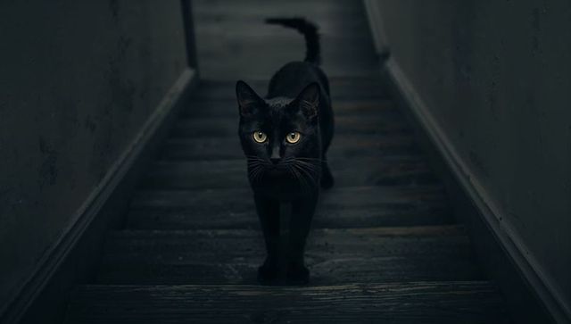 Black Cat Walking Up Dark Wooden Stairs with Intense Amber Eyes