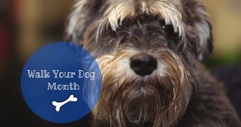 Celebrating Walk Your Dog Month with Cute Terrier Portrait - Download Free Stock Images Pikwizard.com