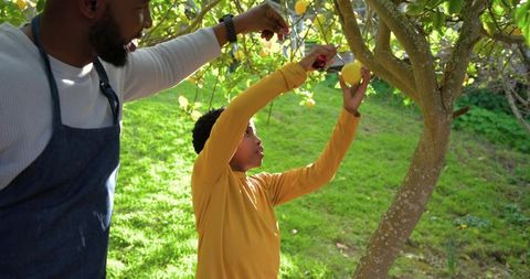 African american father guiding son picking lemons in sunlit backyard orchard