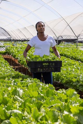 African American Woman Harvesting Fresh Lettuce in Greenhouse