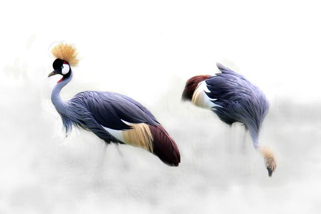 Elegant grey crowned cranes captured in graceful poses, exemplify natural beauty and elegance. Perfect for use in wildlife magazines, educational materials about avian species, or decorative purposes in nature-themed spaces. Image highlights the exotic plumage and natural habitat of these majestic birds, making it ideal for wildlife conservation promotions and birdwatching tours.
