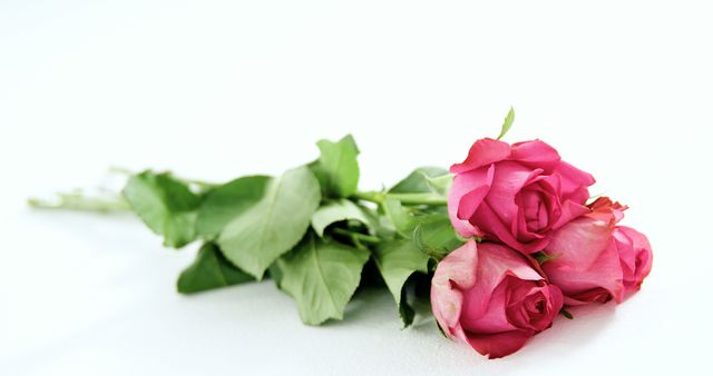This photograph features a bouquet of bright pink roses against a plain white background, emphasizing their vibrant color and delicate petals. Suitable for use in romantic settings, greeting cards, floral advertisements, and nature-related articles.