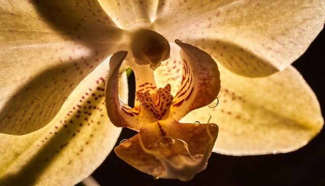 Translucent pale yellow orchid macro showing striped labellum, dew droplets, backlit glow