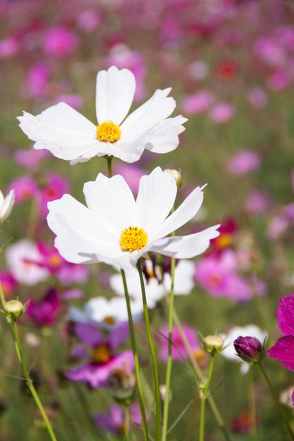 Beautiful close-up of white cosmos flowers against a backdrop of pink, purple, and green flowers. Use this vibrant floral scene for springtime promotions, gardening websites, nature blogs, or for any project celebrating natural beauty. Ideal for home decor or as a calming image for mindfulness content.