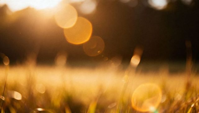 Golden meadow with sun flare and dreamy bokeh over sunlit grass close-up golden hour glow