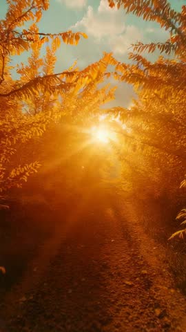 Sunrise Gliding Along Golden Forest Path Revealing Radiant Sun Orb Vertical Video