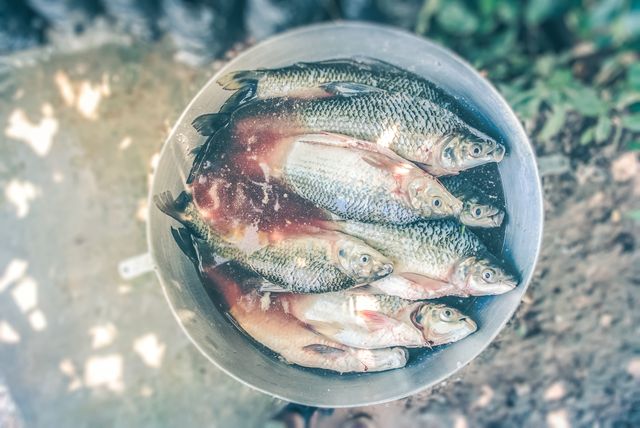 Several freshly caught fish placed in a metal bucket, likely outdoors on dirt ground. The image captures the raw state of seafood that could be used for recipes, food preparation, or storytelling related to fishing experiences. Ideal for articles on fishing, seafood cooking guides, local fishing industry, or conservation efforts.