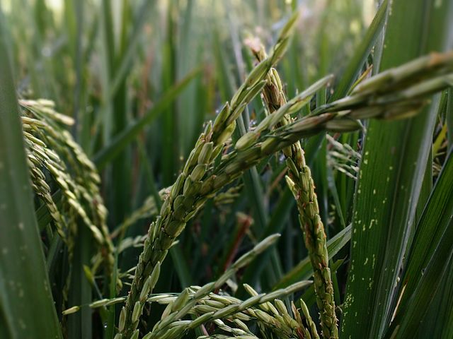 Close Up of Green Rice Plant in Field - Download Free Stock Photos Pikwizard.com