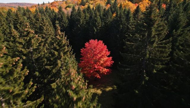 Standing crimson maple contrasting with dark evergreen forest in autumn aerial view