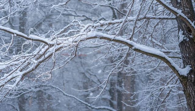 Snow-covered branch arching across frosted winter forest with falling snow and bare twigs