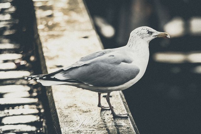 Seagull Perched on Rail with Blurred Water Background - Download Free Stock Photos Pikwizard.com