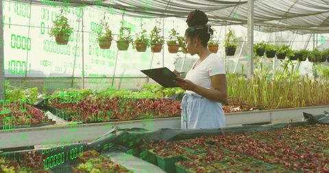 Woman inspecting greenhouse crops while recording data on tablet for sustainable growth
