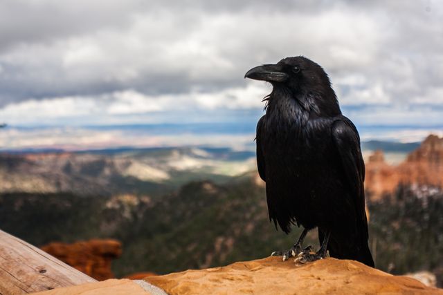 Raven perched on a rock with a scenic mountain range bathed in overcast skies in the background. Ideal for nature-themed designs, wildlife conservation campaigns, travel blogs, and outdoor activity promotions.