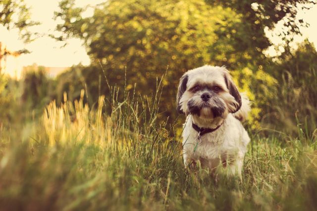 Adorable Shih Tzu puppy playing in grassy field on a sunny day. Perfect for use in pet care, vet clinics, dog training ads, and as a cheerful illustration of nature's beauty.