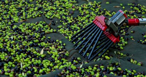 Mechanical olive harvester with freshly collected olives