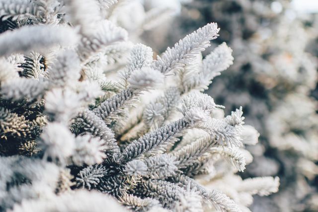 Frost-covered pine needles create a winter wonderland vibe, perfect for holiday cards, seasonal decor, and winter-themed posters. Ideal for background use in graphic design projects, calendars, or nature-related content.