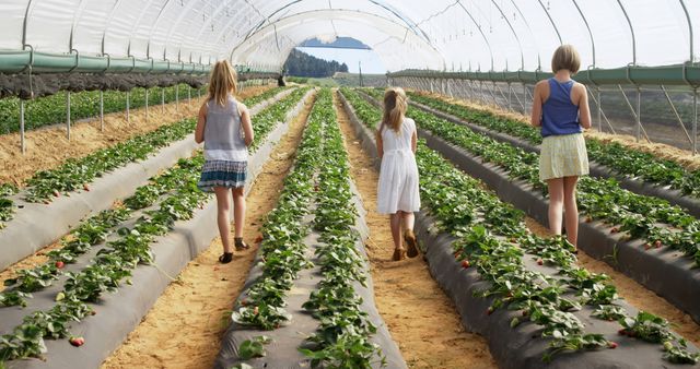 Three young girls walking through rows of strawberry plants in a greenhouse tunnel on a summer day. The children are dressed in summer attire, exploring the farm's cultivation area. This image can be used for topics related to agriculture, farming, childhood experiences, outdoor activities, and family trips to farms.