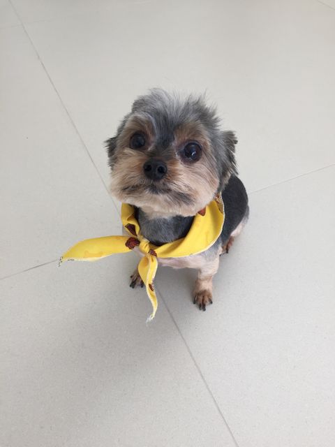 This adorable small dog wearing a yellow bandana captures a heartwarming moment that is perfect for pet-related advertisements, pet shop decor, or social media content celebrating animals. Ideal for use in blog posts, websites that cater to pet owners, and promotional materials for pet accessories.