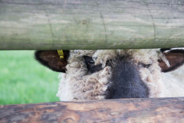 Close-up of a sheep peeking through the gaps in a wooden fence in a green pasture. Ideal for themes related to farming, livestock, rural living, and agriculture. Perfect for use in agricultural advertisements, farm-themed websites, educational materials, and animal care publications.