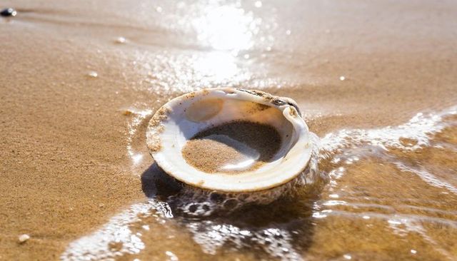 Waves gently washing white bivalve shell on golden sand close-up, minimalist coastal detail