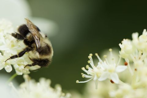 Close-up of Bee Pollinating White Flowers in Garden