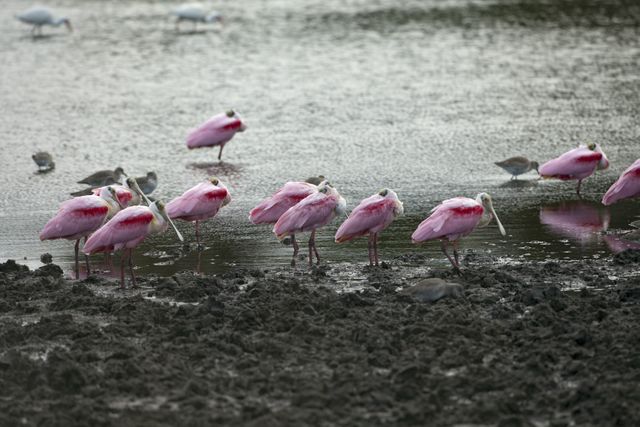 Roseate spoonbills wading in wetlands near Kennedy Space Center. Ideal for nature conservation, wildlife documentaries, and habitat educational materials.