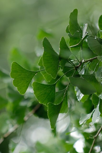 Close-Up of Fresh Green Ginkgo Biloba Leaves - Download Free Stock Photos Pikwizard.com