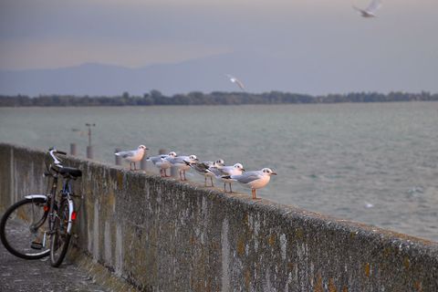 Seagulls Perching on Seawall with Bicycle in View