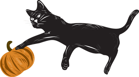 black cat with orange pumpkin illustration transparent background - Download Free Stock Videos Pikwizard.com