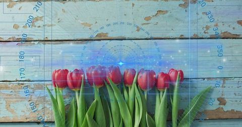 Red Tulip Row on Weathered Blue Planks with Futuristic HUD Overlay and Grid