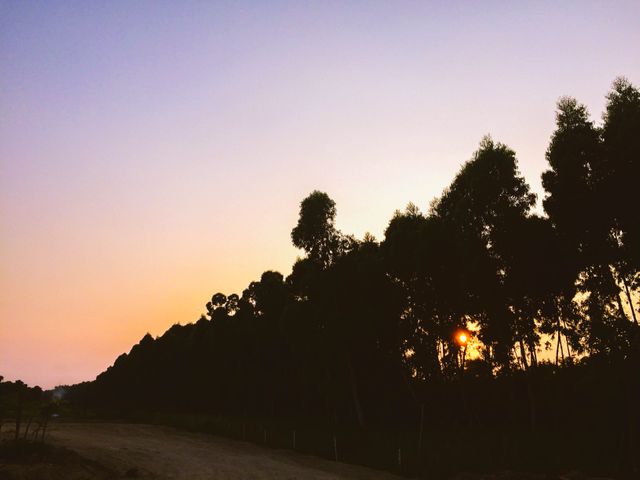 Sunset behind a row of tall trees casting long shadows along a dusty road in the countryside. Ideal for nature-themed projects, serene backgrounds, environmental articles, travel blogs, and rural living promotions.