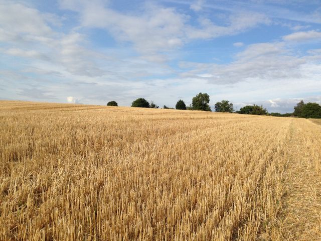 Golden wheat field stretching to horizon under clear blue sky. Ideal for agriculture, rural life, farming projects. Perfect for backgrounds, nature exhibits, agricultural promotions, environmental stories.