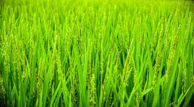 Close-up of a lush green paddy field displaying rich growth of rice plants. Ideal for use in agriculture, nature scenery, farming practices, food production, and rural life topics. Represents growth, sustainability, and the agricultural industry.