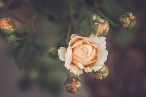 Blooming Cream Rose Amid Buds in Soft Focus