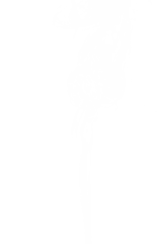 elegant white smoke trail on transparent background - Download Free Stock Videos Pikwizard.com